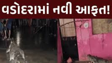વડોદરાવાસીઓને નવી આફત, વરસાદ બાદ ઘરમાં ઘુસ્યા મહાકાય મગર, લોકોમાં ભયનો માહોલ