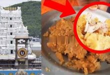 તિરૂપતિના લાડુમાં પશુની ચરબી સહિતના તત્વો હોવાના ઘટસ્ફોટથી સર્જાયેલા વિવાદ વચ્ચે હવે આ લાડુમાં તંબાકુ પણ હોવાનો દાવો એક શ્રધ્ધાળુએ કરતા વિવાદ વધ્યો છે.