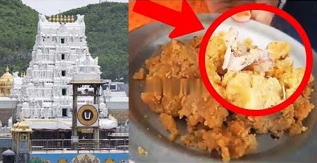 તિરૂપતિના લાડુમાં પશુની ચરબી સહિતના તત્વો હોવાના ઘટસ્ફોટથી સર્જાયેલા વિવાદ વચ્ચે હવે આ લાડુમાં તંબાકુ પણ હોવાનો દાવો એક શ્રધ્ધાળુએ કરતા વિવાદ વધ્યો છે.