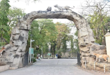 જુનાગઢમાં આવેલું સાસણગીર એશિયાટીક ચાર મહિના બાદ ફરીથી સિંહ દર્શન શરૂ થયુ છે ,