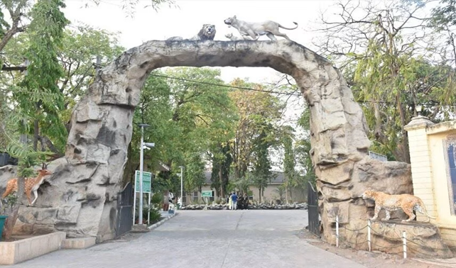 જુનાગઢમાં આવેલું સાસણગીર એશિયાટીક ચાર મહિના બાદ ફરીથી સિંહ દર્શન શરૂ થયુ છે ,