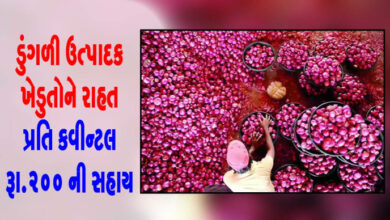 ગુજરાતમાં ડુંગળી પકવતા ખેડૂતોના હિતમાં મુખ્યમંત્રી ભૂપેન્દ્ર પટેલના માર્ગદર્શન હેઠળ રાજ્ય સરકારે એક મહત્વપૂર્ણ અને ખેડૂત હિતલક્ષી નિર્ણય કર્યો છે.