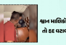 મુંબઈથી એક ચોંકાવનારો કિસ્સો સામે આવ્યો ; રિક્ષામાં બેઠેલા માસૂમ પર માલિકે કરાવ્યો પિટબુલનો ઘાતક એટેક