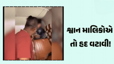 મુંબઈથી એક ચોંકાવનારો કિસ્સો સામે આવ્યો ; રિક્ષામાં બેઠેલા માસૂમ પર માલિકે કરાવ્યો પિટબુલનો ઘાતક એટેક