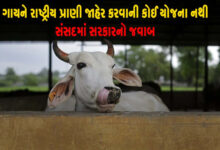 ગાયને રાષ્ટ્રીય પ્રાણી જાહેર કરવાની કોઈ યોજના નથી, સંસદમાં સરકારનો જવાબ ,