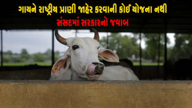 ગાયને રાષ્ટ્રીય પ્રાણી જાહેર કરવાની કોઈ યોજના નથી, સંસદમાં સરકારનો જવાબ ,